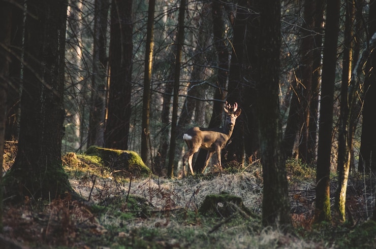 Foto herbst im wald mit hirschen