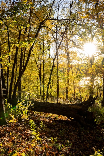 Herbst im Wald über einem umgestürzten Baum mit Sonnenuntergang.