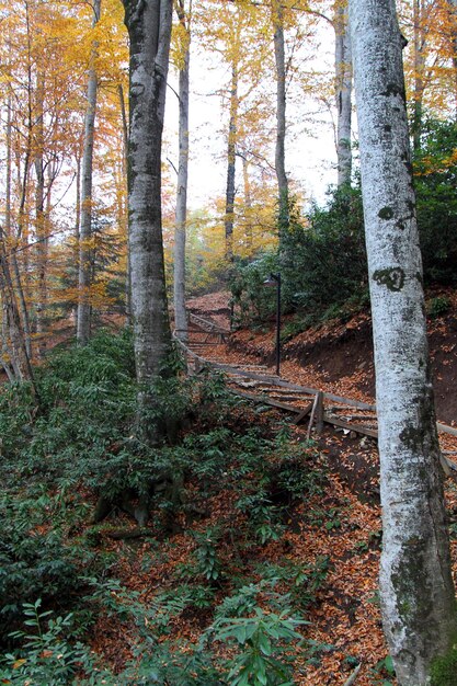 Herbst im Wald