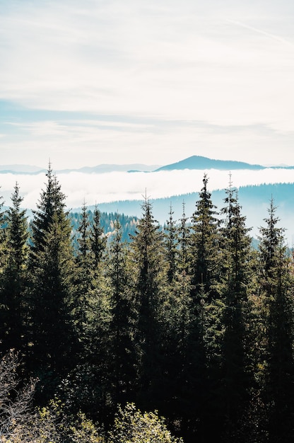 Herbst in den Hügeln von Mala Fatra in der Nähe von Terchova und Zazriva mit Grasbergwiesen, die mit warmem Sonnenaufgangslicht mit wolkenlosem blauem Himmel aufgehellt werden Slowakei-Landschaft