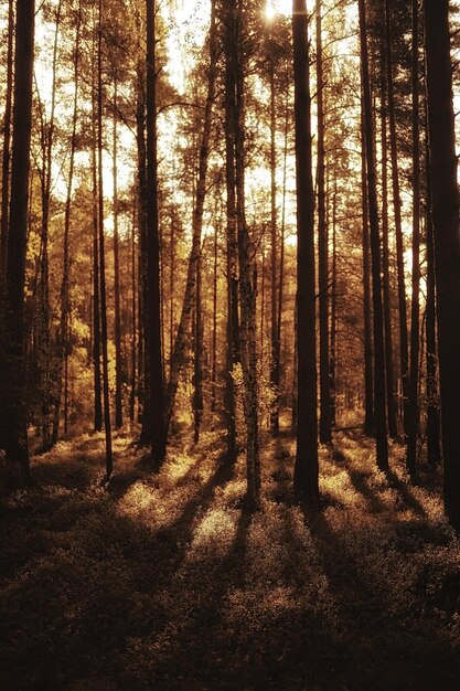 Herbst in der Nadelwaldlandschaft, abstrakter Blick auf den herbstlichen gelben Wald, schöne Natur