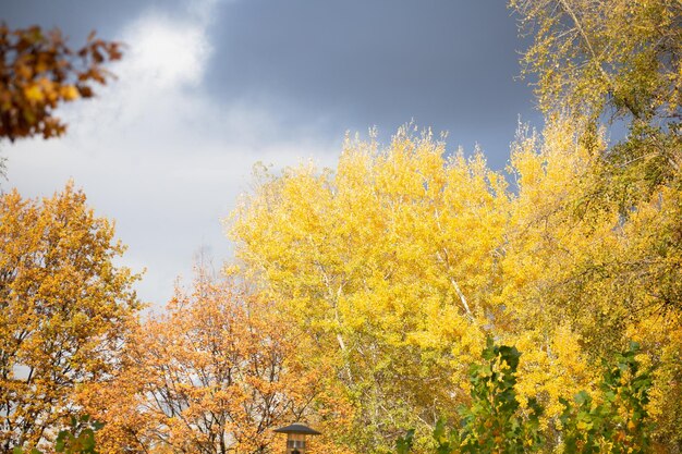 Foto herbst in der stadt