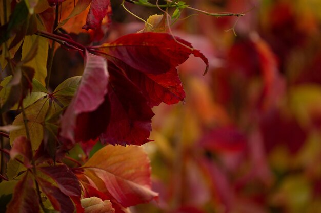 Foto herbst in der stadt