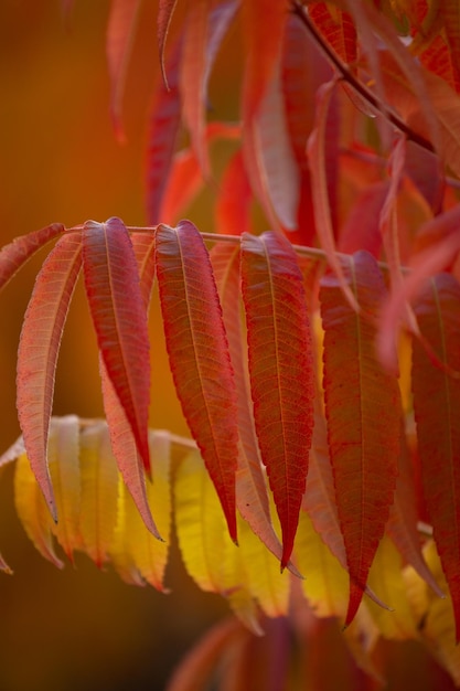 Foto herbst in der stadt