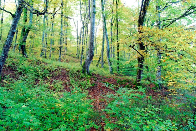 Herbst in einem Buchenwald im Irati-Wald. Navarra. Spanien