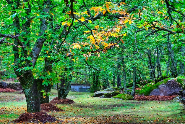 Herbst in einem Kastanienwald der Gemeinde Casillas, Ávila, Spanien.