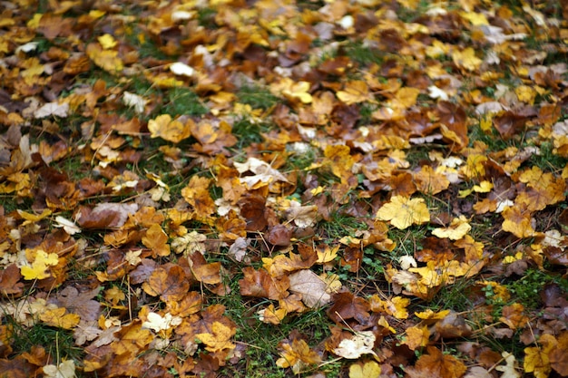 Herbst in Italien Kalabrien