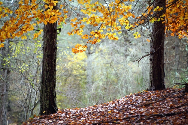 Herbst in Italien Kalabrien