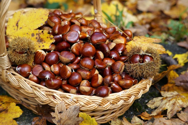 Herbst in Kalabrien Italien