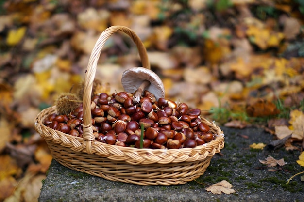 Herbst in Kalabrien Italien