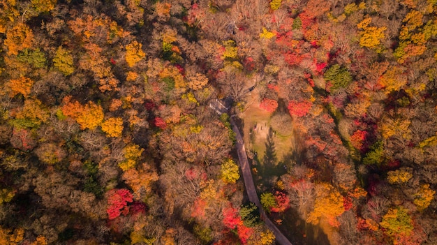 Herbst in Seoul