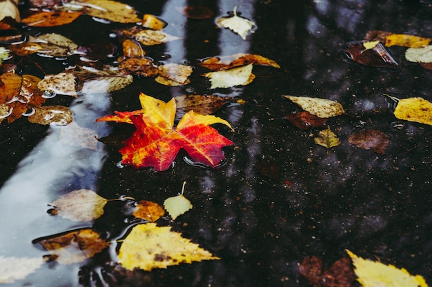 Herbst-Konzept Gelbe Ahornblätter im Herbst in einer Pfütze Herbstatmosphäre Ahornblätter auf einem Hintergrund