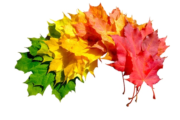 Herbst kreative Komposition. Bunte Blätter auf weißem Hintergrund. Herbstlaub. Herbst Hintergrund. Flache Lage, Ansicht von oben.