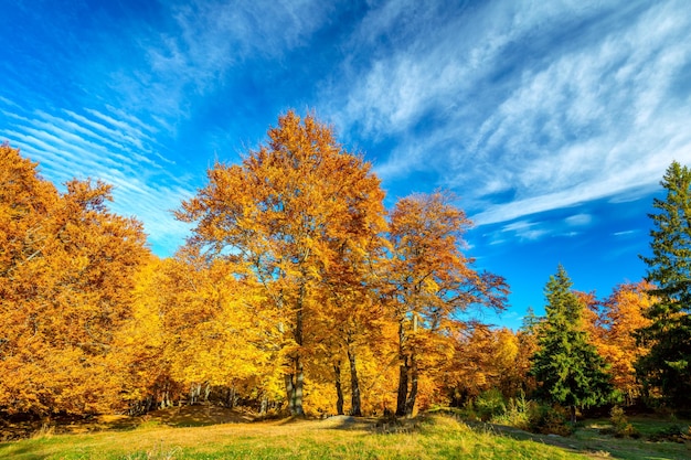 Herbst Landschaft große gelbe orange Bäume im herbstlichen Wald blauer Himmel sonniger Tag bunte Blätter