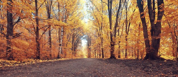 herbst landschaft hintergrund schön gelb wald herbstsaison natur fall