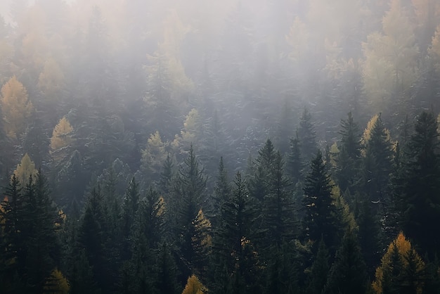 herbst nebel landschaft wald berge, bäume sehen nebel