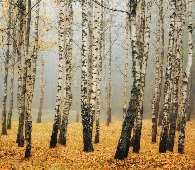 Herbst nebligen Wald Landschaftsbau