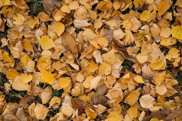 Herbst orange und gelbe trockene Blätter Draufsicht