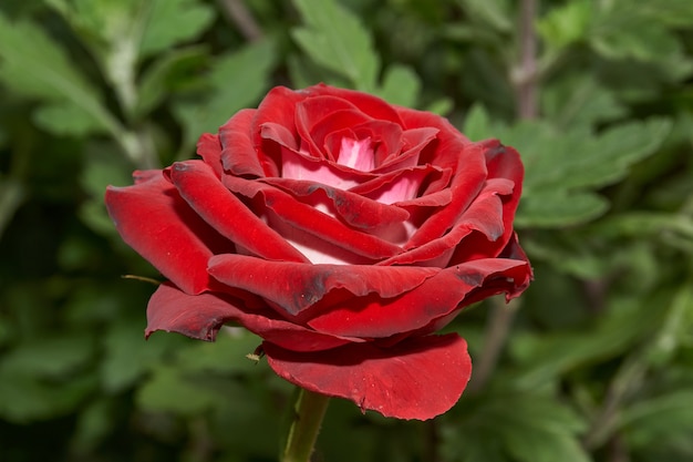 Herbst. Rosen blühten im Garten eines Landhauses.