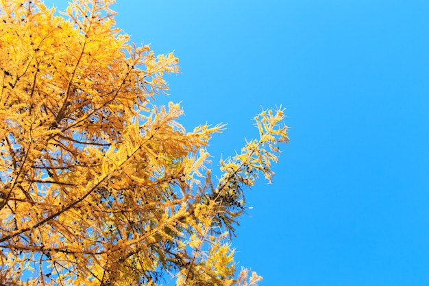 Herbst. Schöne gelbe Birkenblätter und Zweige von Lärchenbäumen auf einem Hintergrund des blauen klaren Himmels. Natürlicher Hintergrund.