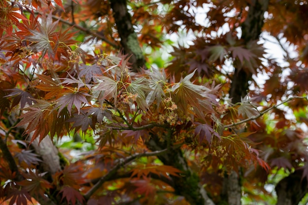 Herbst-Sonnenuntergangbaum des Ahornblattes verwischte roter Hintergrund