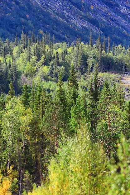 Herbst-Taiga-Waldlandschaft, Naturblick Herbst in den Bergen