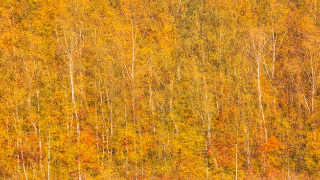 Herbst-Texturwald landschaftlicher abstrakter Hintergrund mit Bewegungsverschwörung in Vintage-Stil Reflexion im Wasser Abstrakter Herbst-Hintergrund