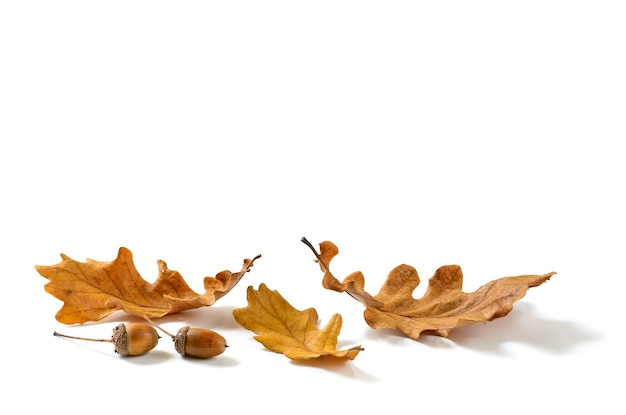 Herbst trockene Eichenlaub und Eicheln auf weißem Hintergrund