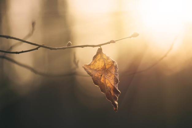 Herbst trockenes Blatt