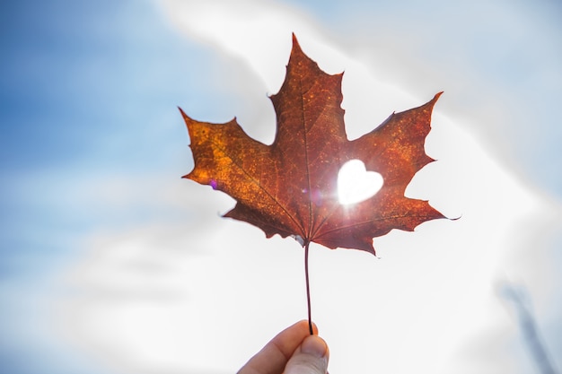 Herbst- und Herbstsaison-Konzept, Nahaufnahme der Hand mit einem Ahornblatt, das an einem sonnigen Tag als Herz ausgeschnitten wird.