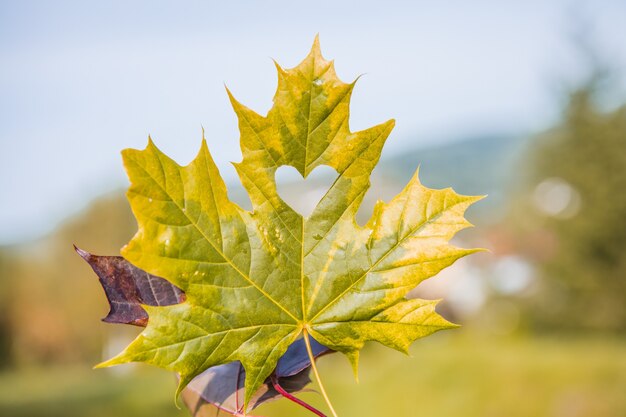 Herbst- und Herbstsaison-Konzept, Nahaufnahme der Hand mit einem Ahornblatt, das an einem sonnigen Tag als Herz ausgeschnitten wird.