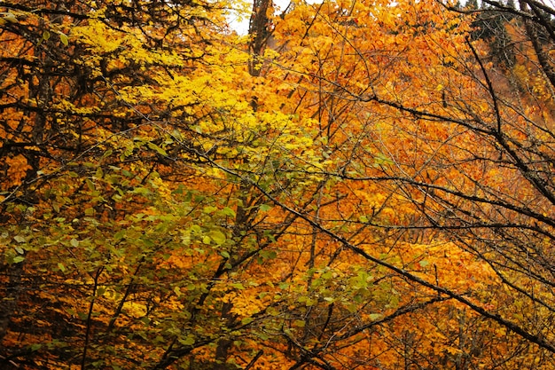 Herbst- und Herbstwaldlandschaft in Georgien. Herbstfarbene Blätter und Bäume. Orange und gelbe Oberflächen.