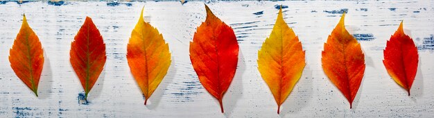 Herbst verlässt hintergrund. herbstlaub auf holz. draufsicht.