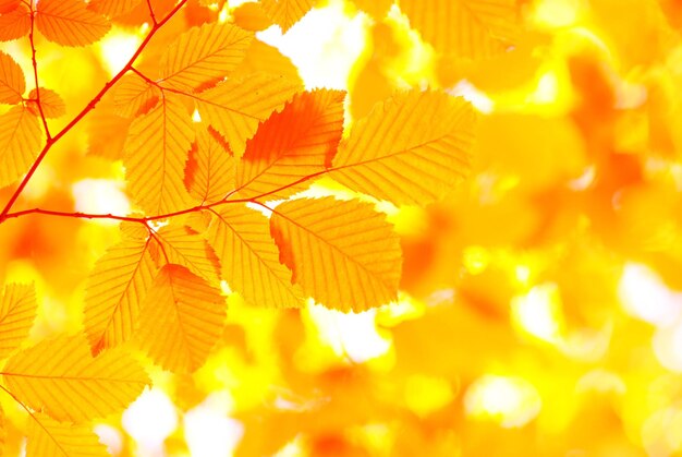 Herbst verlässt Hintergrund im sonnigen Tag