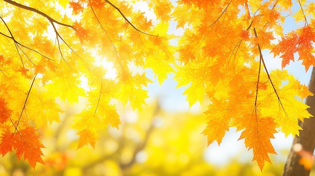 Herbst verlässt Hintergrund im sonnigen Tag