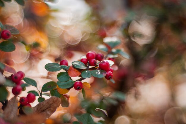 Herbst Vogelbeere mit roten Beeren und bunte Blätter. Selektiver Fokus