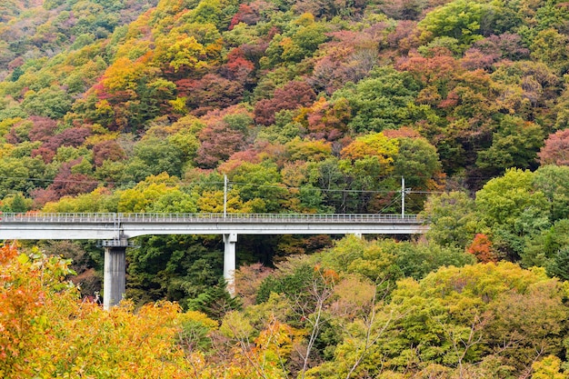 Herbst Waldlandschaft