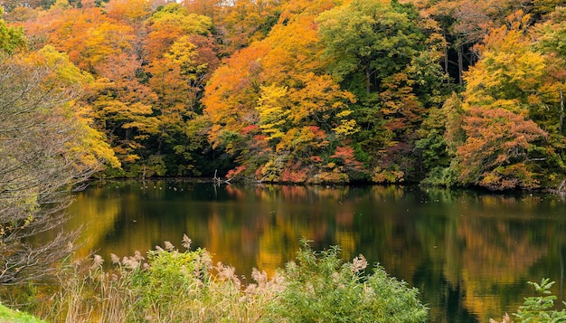 Herbst Waldlandschaft