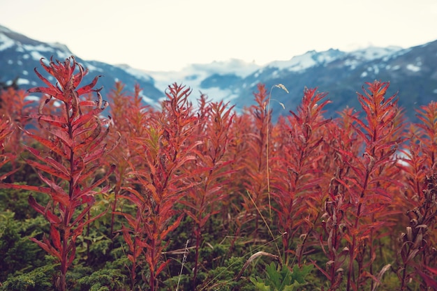 Herbst Wiese