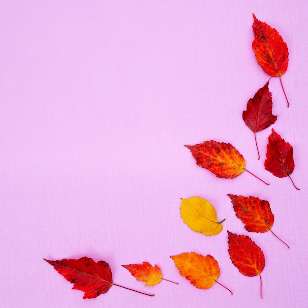 Herbst Zusammensetzung. Muster des trockenen Rotes und des Gelbs verlässt auf einem weichen rosa Hintergrund. Flache lage, draufsicht, copyspace, platz