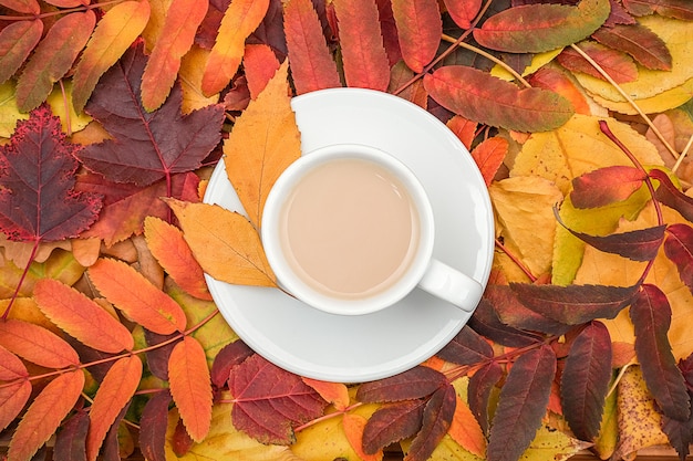 Herbst Zusammensetzung. Tasse Kaffee mit Milch auf veränderten bunten Blättern, Abschluss oben.