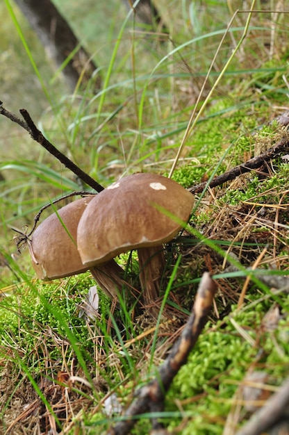 Herbst. Zwei Steinpilze, Steinpilze. Pilze auf einem Hintergrund von grünem Gras und Moos.