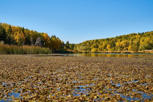 Herbst