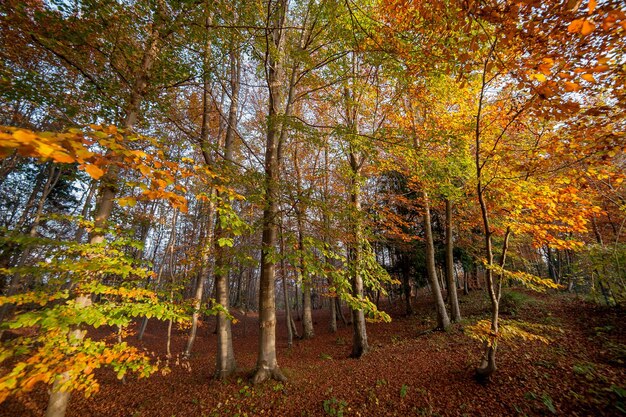 Herbst