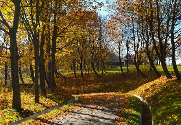 Herbstahornbäume im Park