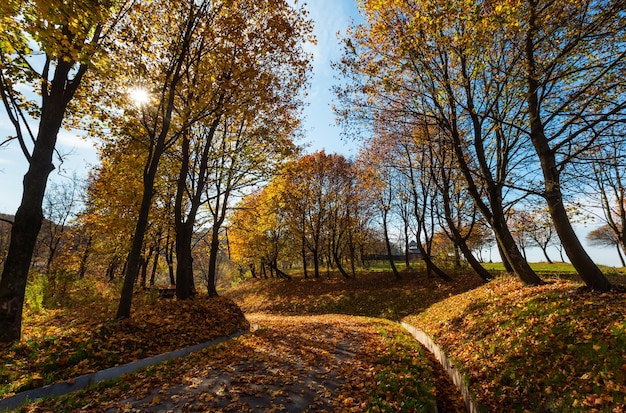 Herbstahornbäume im Park