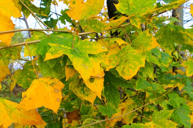 Herbstahornblätter auf einem Ast