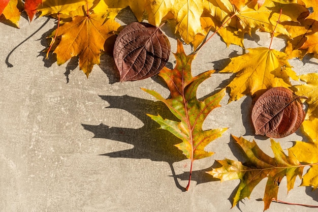 Herbstahornblätter auf grauem hölzernem Hintergrund