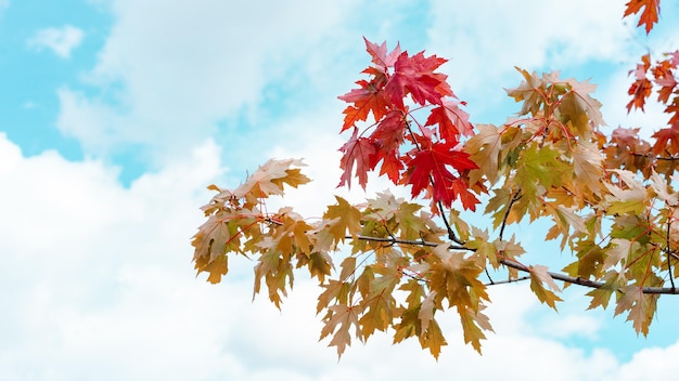 Herbstahornblätter gegen den blauen Himmel, bunte Desktop-Hintergründe, Platz für Text