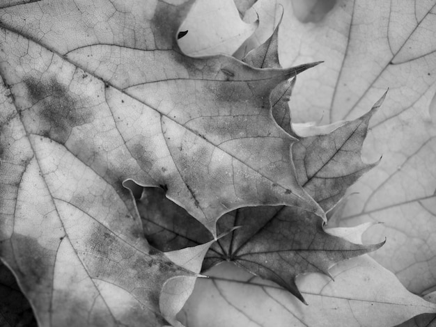 Foto herbstahornblätter schwarz-weißer hintergrund